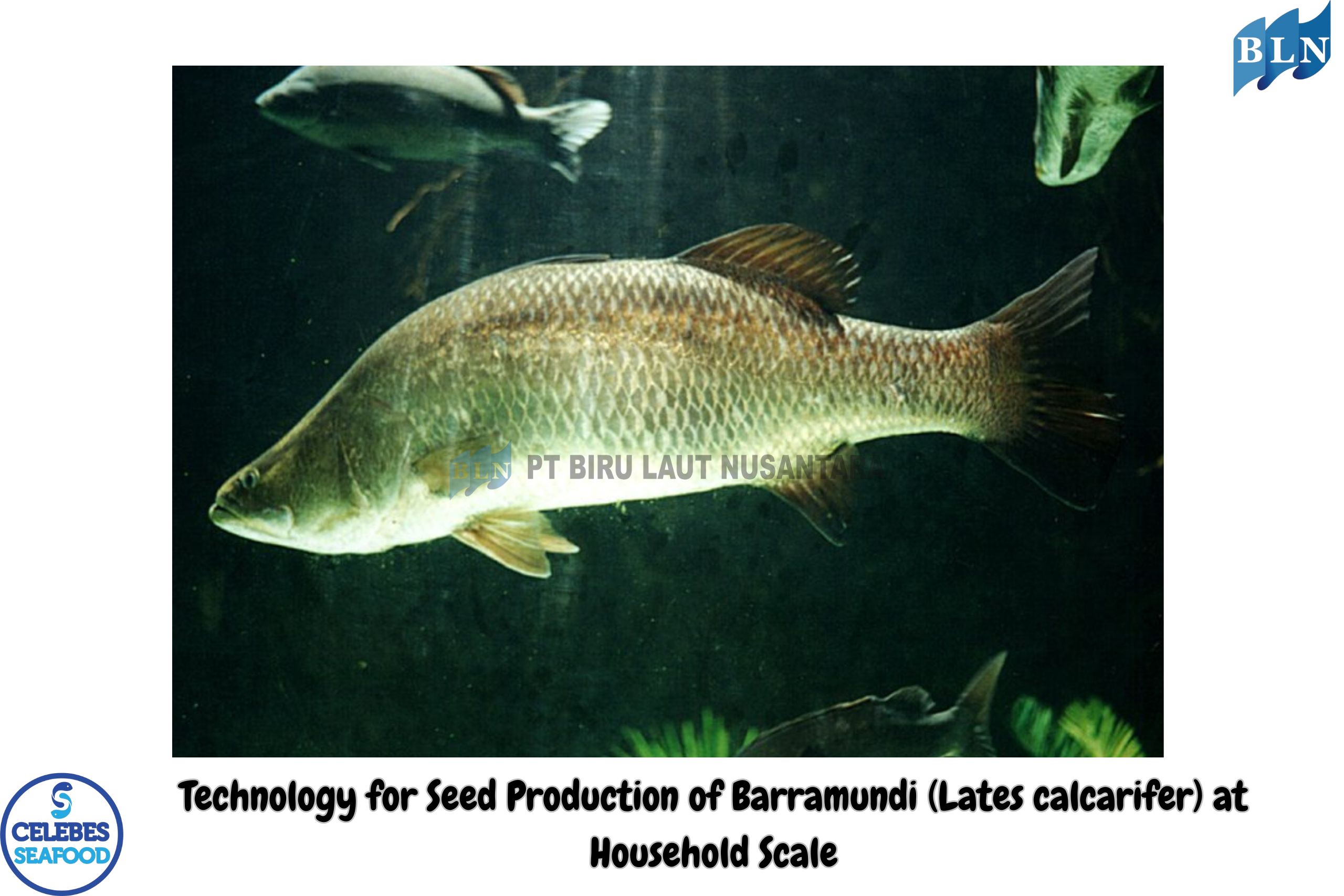 Technology for Seed Production of Barramundi (Lates calcarifer) at Household Scale